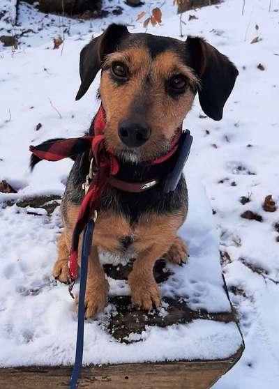 deutscher Jagdterrier-Beitrag-Bild