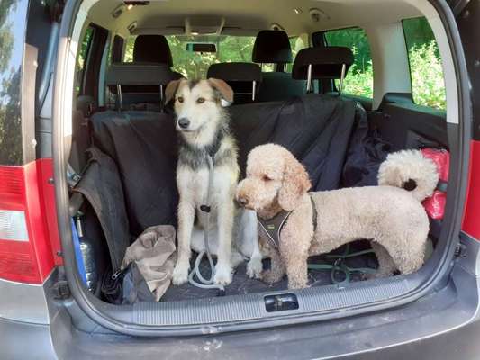 Bester Freund, Hundekumpel - zeigt her!-Beitrag-Bild