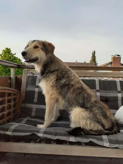 Club der Rumänen (Alle Hunde aus dem rumänischen Tierschutz, wo seid Ihr?)-Beitrag-Bild