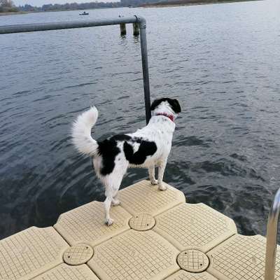 Hundetreffen-Gassi Runde / kennenlern Runde-Profilbild