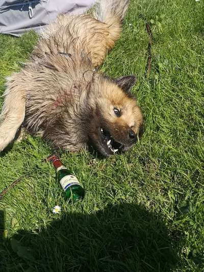 Die Dogorama-Wochen-Challenge "Die schönste Grimasse"-Beitrag-Bild