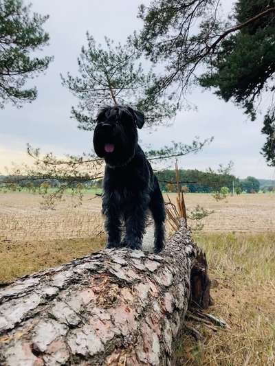 Schnauzer-Beitrag-Bild