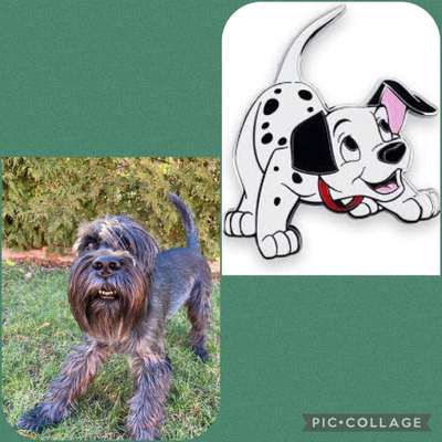 Wie heißt dein Hund?-Beitrag-Bild