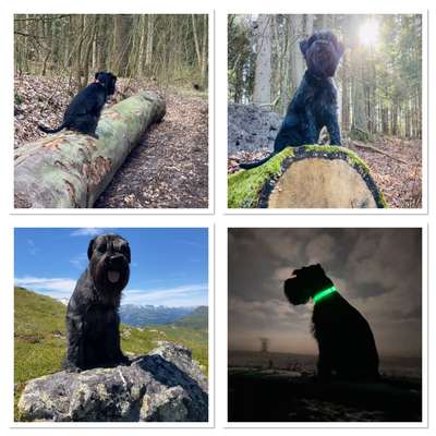 31. Collagen Challenge - Bänke/ Steine /Baumstümpfe-Beitrag-Bild