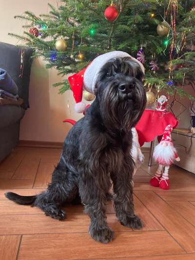 33. Handy Foto Challenge - Verkleidung deines Hundes-Beitrag-Bild