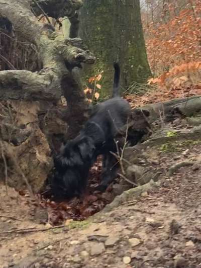 Dogorama Photo Challenge- Der Nase nach-Beitrag-Bild