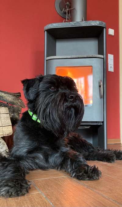 Dogorama Photo Challenge - Portrait-Beitrag-Bild