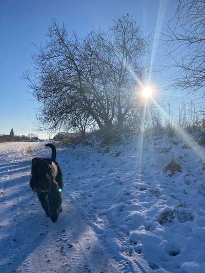 Dogorama Photo Challenge - Winterstimmung-Beitrag-Bild