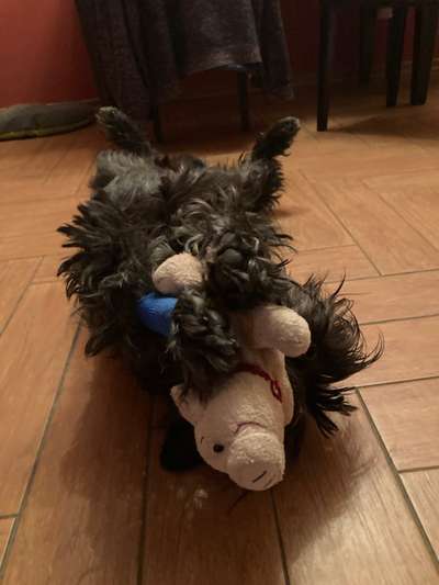 Dogorama Photo Challenge - Wälzen-Beitrag-Bild