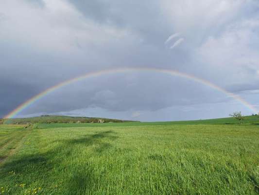 Hundeauslaufgebiet-Am Schäfersberg-Bild