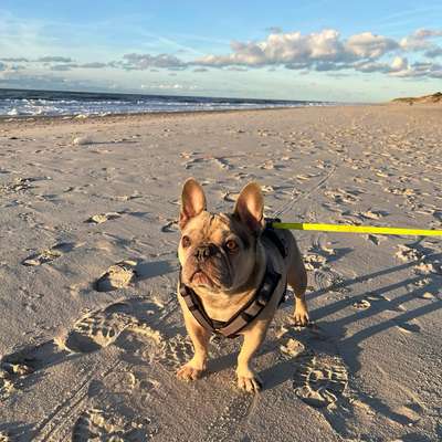 Hundetreffen-Freund gesucht (französische Bulldogge)