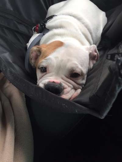 Die Dogorama Wochen Challenge-Beitrag-Bild