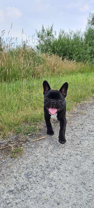 Hundetreffen-Welpentreff in Berne-Bild