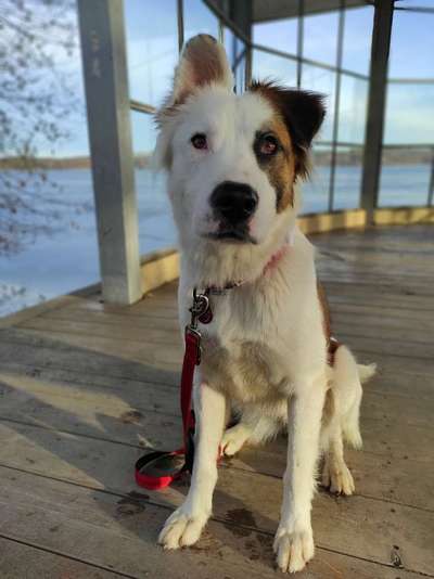 Hunde aus dem Tierschutz: Bulgarien-Beitrag-Bild