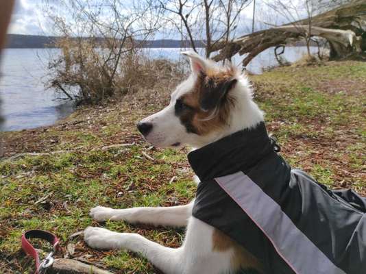 Seltene Rassen!-Beitrag-Bild