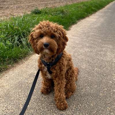 Hundetreffen-Spielfreund gesucht-Bild