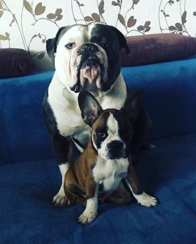 Hier ist der Spaßthread. Zum Schmunzeln und Kaputtlachen-Beitrag-Bild