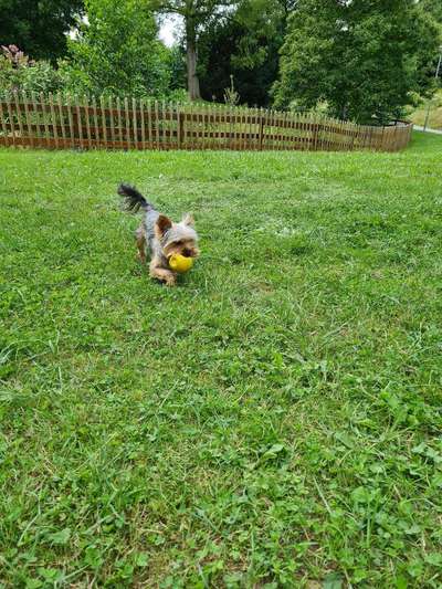 43. Fotochallenge-Zeigt mir eure Ball oder Frisbee verrueckten Hunde-Beitrag-Bild