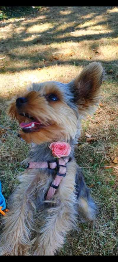 Die Dogorama Monats Challenge "Es grünt und blüht"-Beitrag-Bild