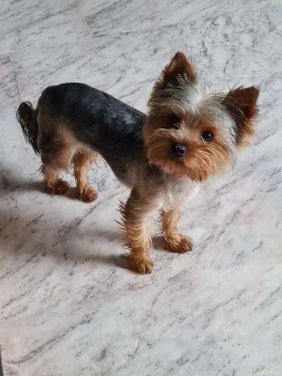 Die Dogorama Wochen Challenge: “Regenspaziergänge"-Beitrag-Bild