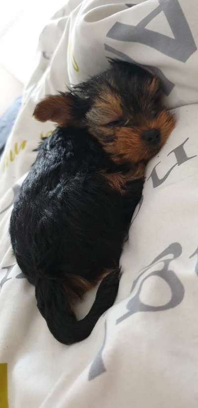 Welpen Bilder !-Beitrag-Bild