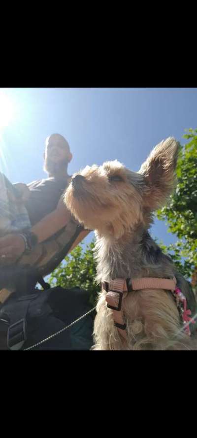 Die Dogorama Wochen Challenge: “Dein Hund im Urlaub”-Beitrag-Bild