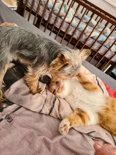 Hund und Katz Momente-Beitrag-Bild