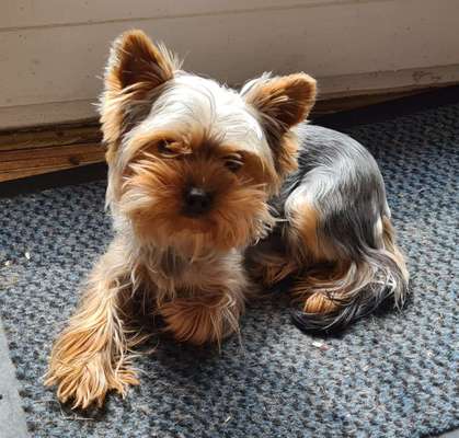 Yorkshire Terrier-Beitrag-Bild