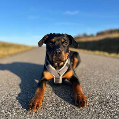 Hundetreffen-🐾 Spielkumpel gesucht 🐾-Bild