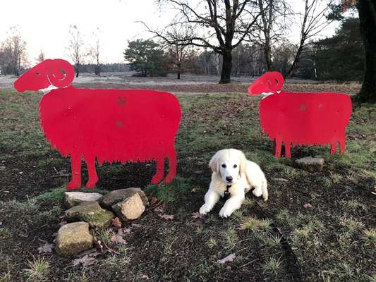 Welpen Bilder !-Beitrag-Bild