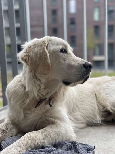 Wo sind die Golden Retriever Liebhaber?-Beitrag-Bild