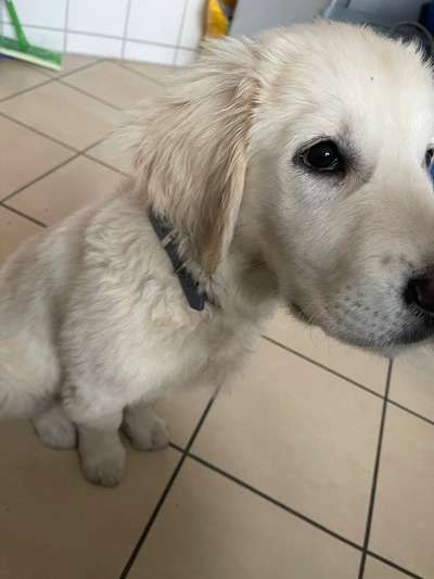 Golden Retriever-Beitrag-Bild