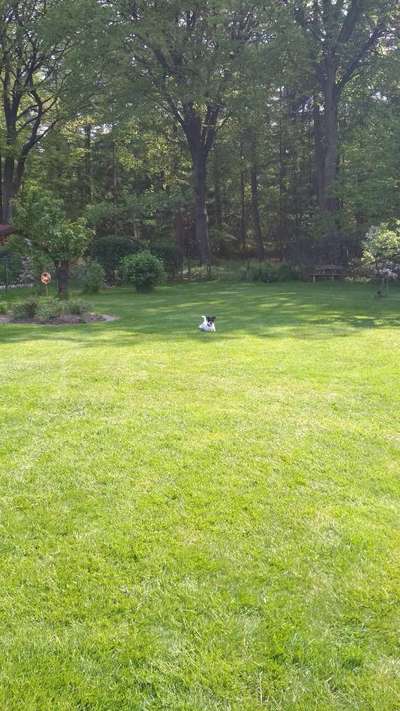 Dogorama Photo Challenge - Tarnung ist alles-Beitrag-Bild