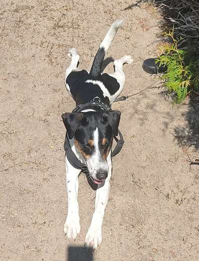 Hundetreffen-Suche kleinen bis mittelgroßen Spielfreund-Bild