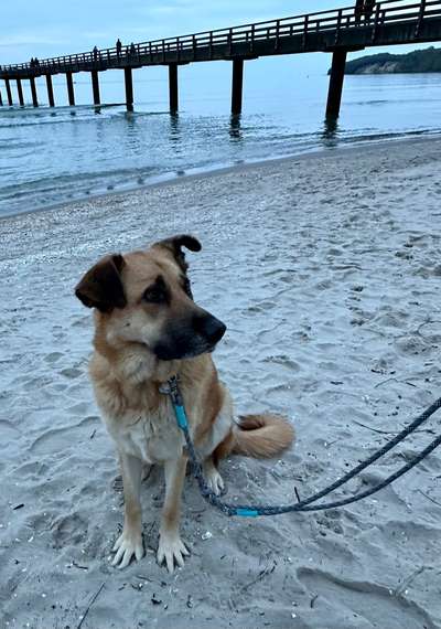 Hundetreffen-(Hunde) Bekanntschaften Nähe PLZ 38373-Bild