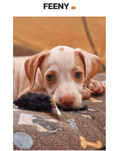 Tierschutzhunde suchen ein Zuhause-Beitrag-Bild