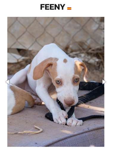 Tierschutzhunde suchen ein Zuhause-Beitrag-Bild