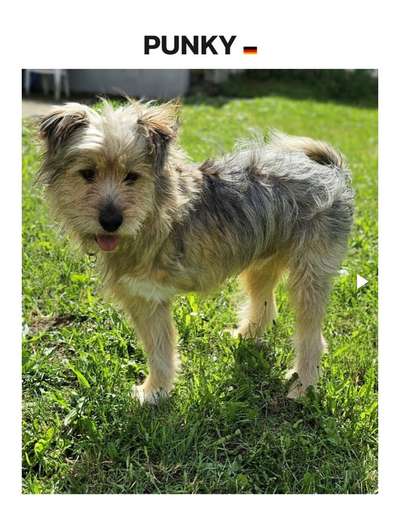 Tierschutzhunde suchen ein Zuhause-Beitrag-Bild