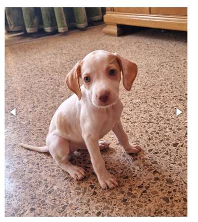 Tierschutzhunde suchen ein Zuhause-Beitrag-Bild