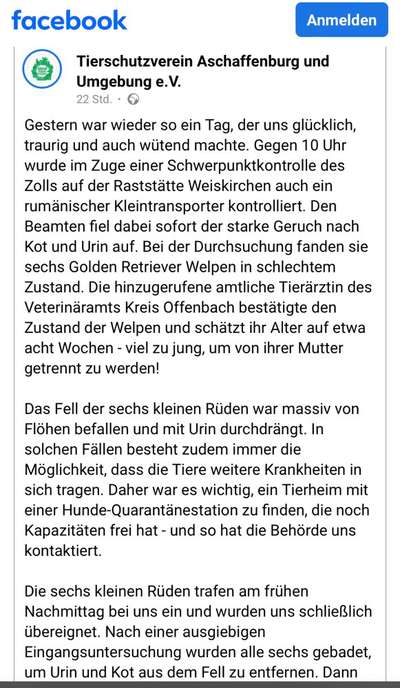 🐾 Illegale Welpenhändler: Wie können wir den Handel stoppen? 🐾-Beitrag-Bild
