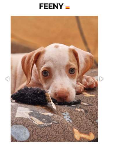 Tierschutzhunde suchen ein Zuhause-Beitrag-Bild