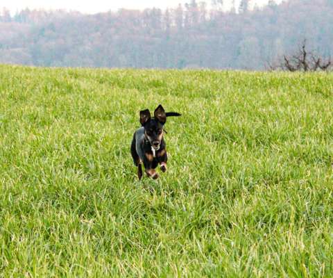 Foto's und Hundemodels-Beitrag-Bild