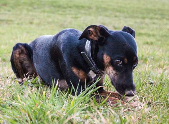 CHALLENGE NR. 19 - Der Hundeblick-Beitrag-Bild