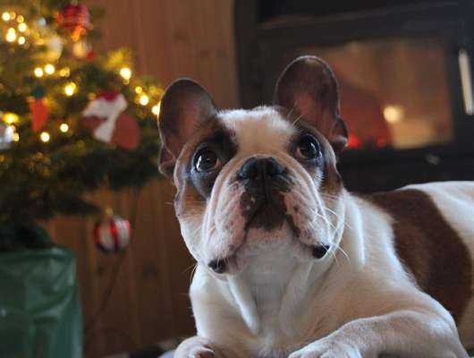 Dogorama Photo Challenge - Weihnachtsbaum-Beitrag-Bild