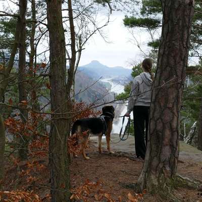 Hundetreffen-Hunde ausführen-Bild