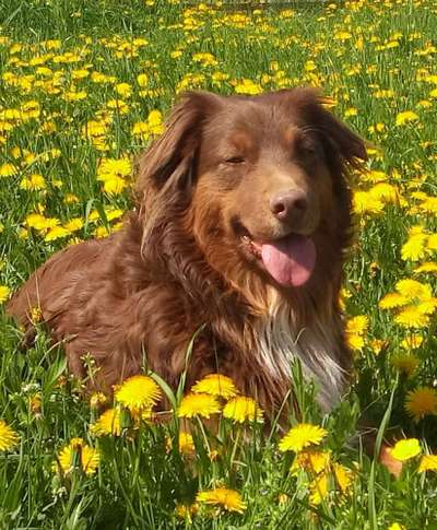 Fotochallange 63: "Dein blühendes Hündchen"-Beitrag-Bild