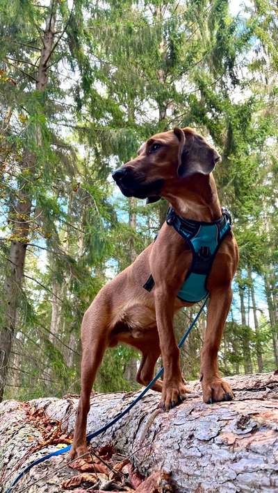 57. Handy Foto Challenge - klettern-Beitrag-Bild