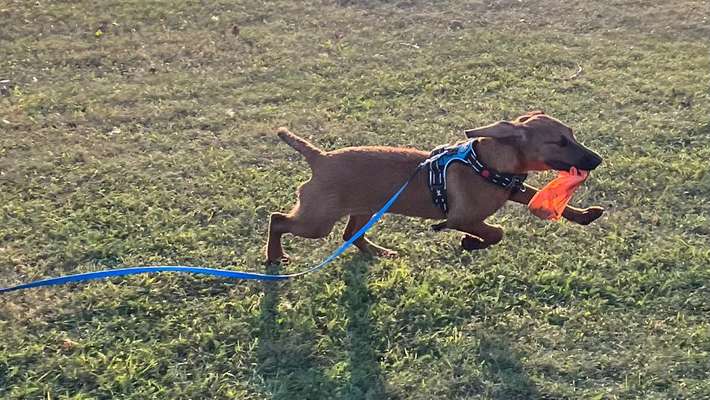 Bild wo euer Hund quatsch macht-Beitrag-Bild