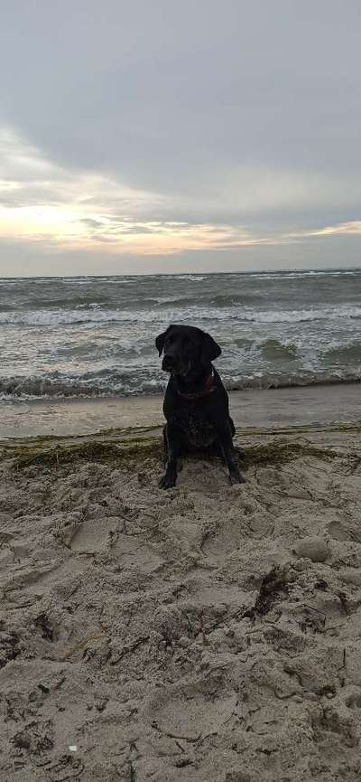 Dogorama-Monats-Challenge-Mai "Wasser"-Beitrag-Bild