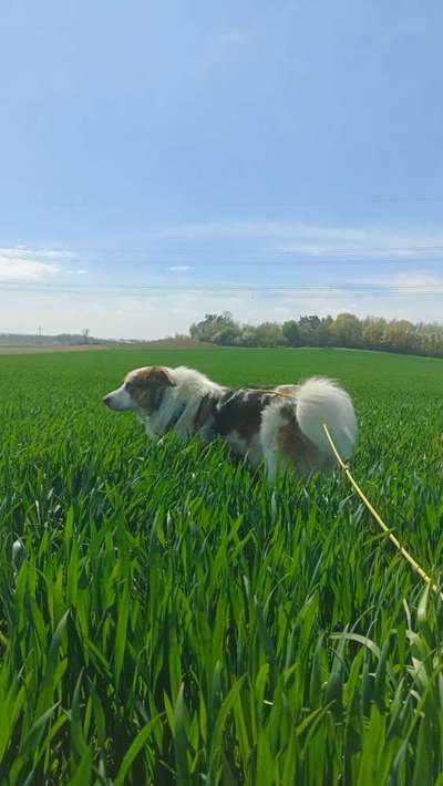 TierschutzhundeStammtisch🐕-Beitrag-Bild